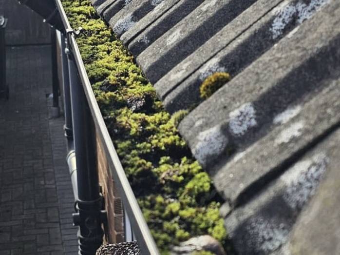 A gutter run packed solid with green moss along the roof edge