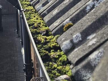 A gutter run packed solid with green moss along the roof edge