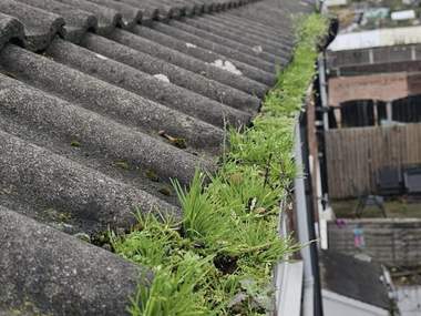 Grass growing out of a blocked gutter along a roof edge
