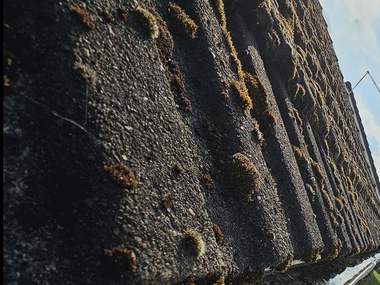 Close up of moss and lichen established on roof tiles