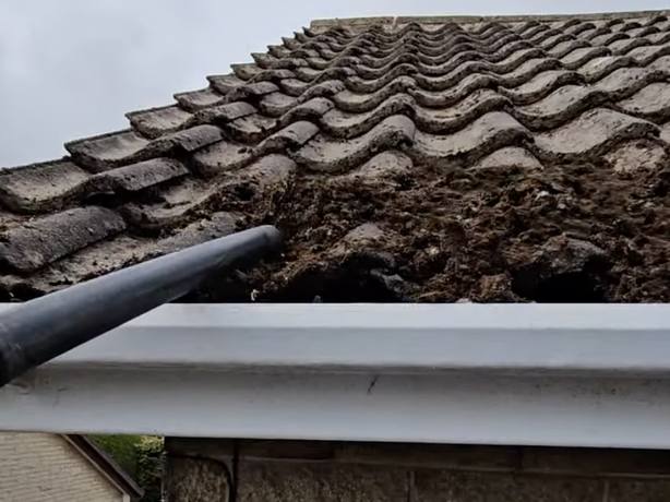 Moss cleared down the roof to the eaves
