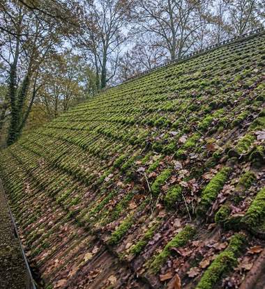 Roof tiles covered in thick moss before removal