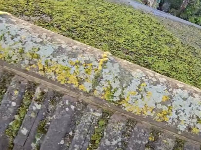 Thick green moss growing across a roof slope and along the ridge